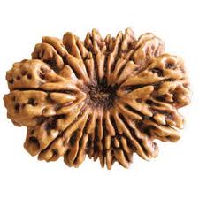 15 face rudraksha